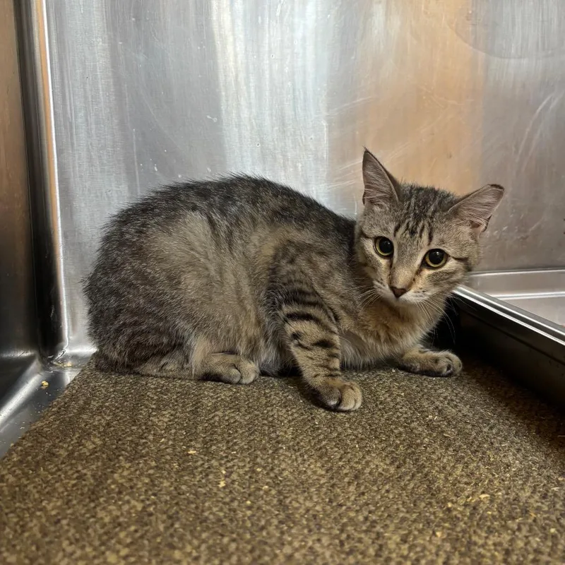 A baby small-sized female Brown / Chocolate Domestic Short Hair cat named Fern for adoption in Sand Springs, OK