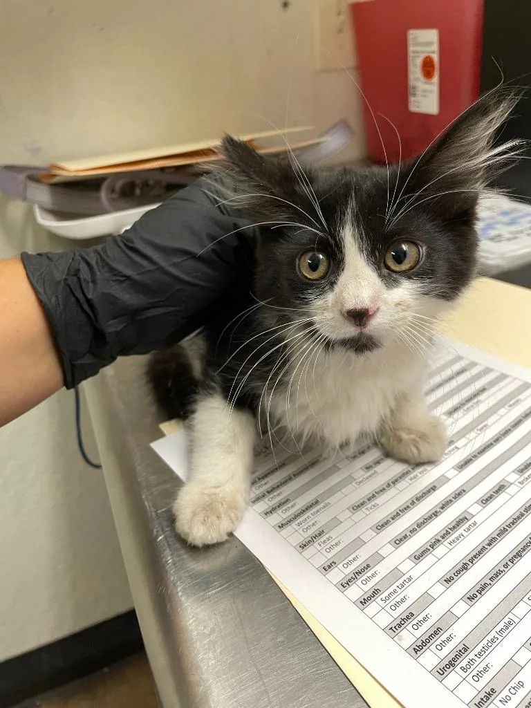 A baby medium-sized male Domestic Long Hair cat named ButterCup for adoption in Chico, CA