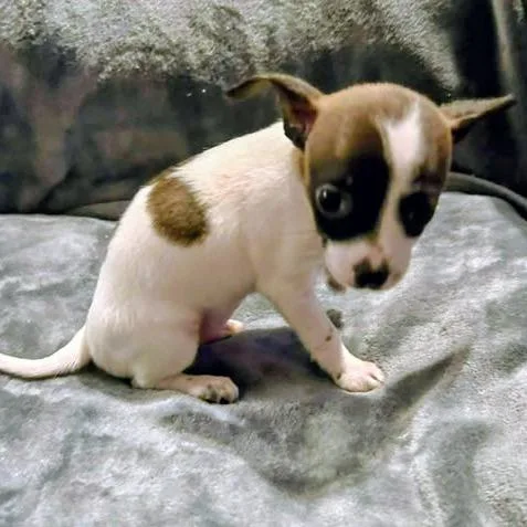 Nadine Lenore thumbnail 3