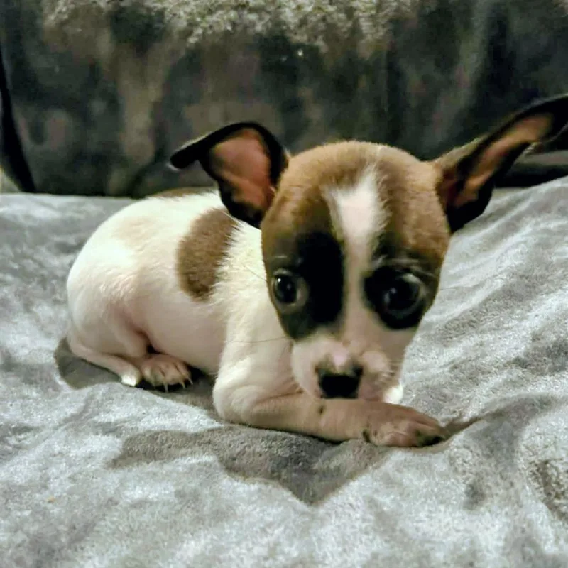 A baby small-sized female White / Cream Chihuahua dog named Nadine Lenore for adoption in Zuni, VA