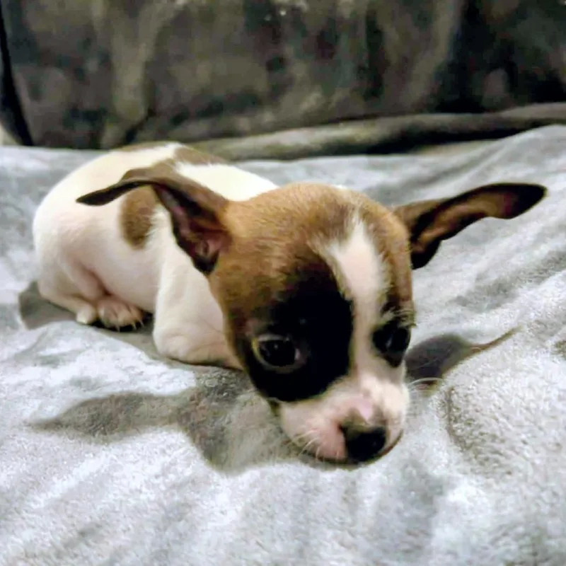 Nadine Lenore thumbnail 4