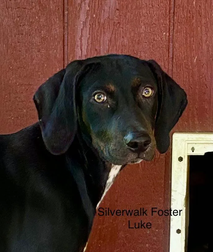A young medium-sized female Doberman Pinscher dog named Leiah and Luke for adoption in Saint Charles, MO