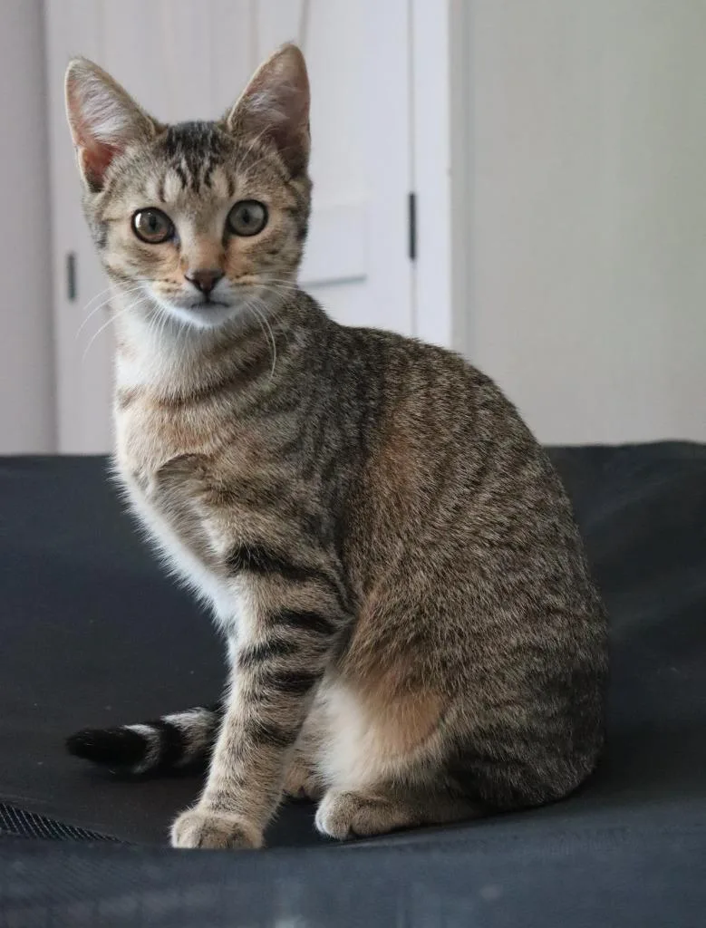 A baby medium-sized female Domestic Short Hair cat named Prada for adoption in Magnolia, TX