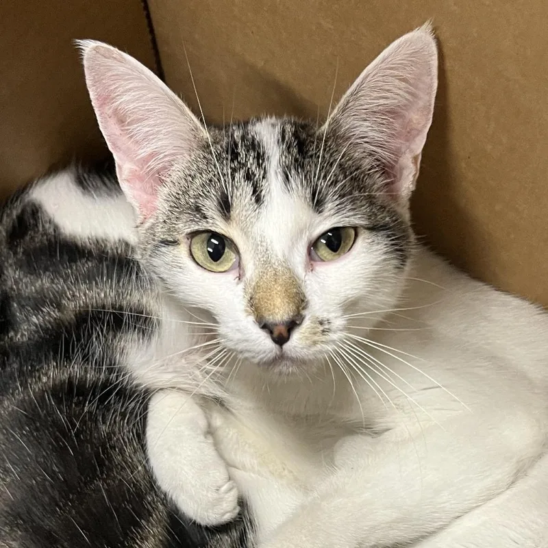 A young medium-sized female White Domestic Short Hair cat named Snow Pea for adoption in Oak Park, IL