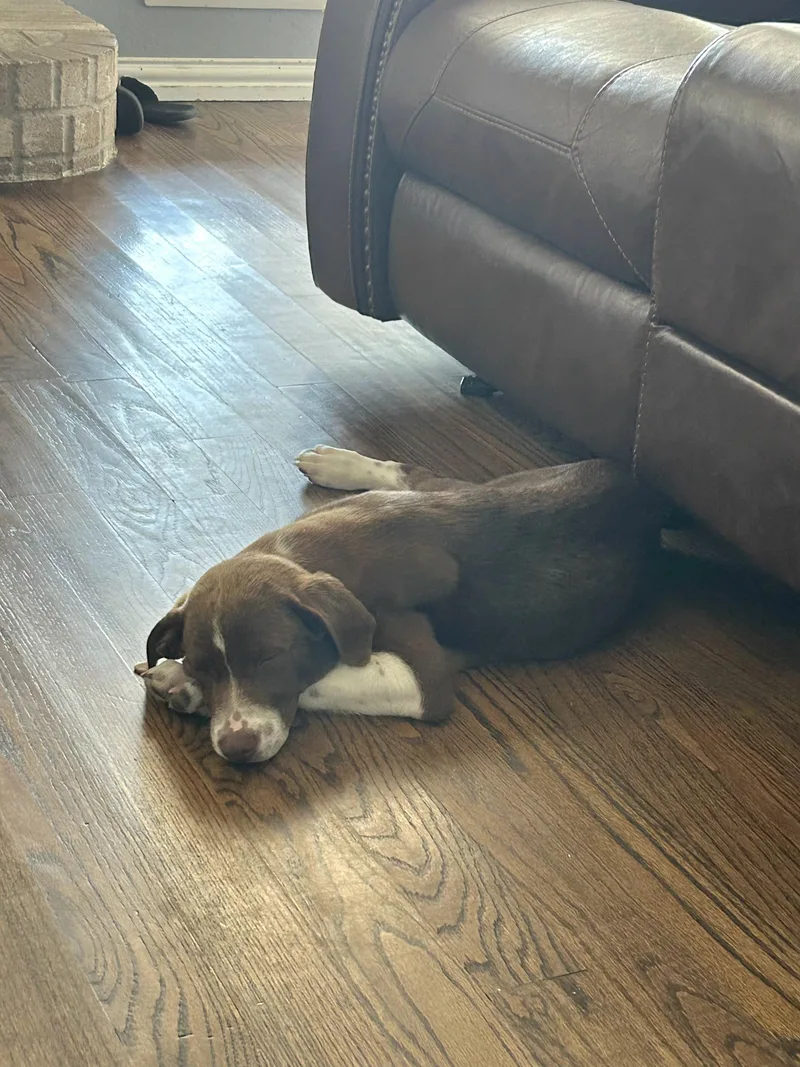 A baby medium-sized male Labrador Retriever dog named Freddie for adoption in Plano, TX