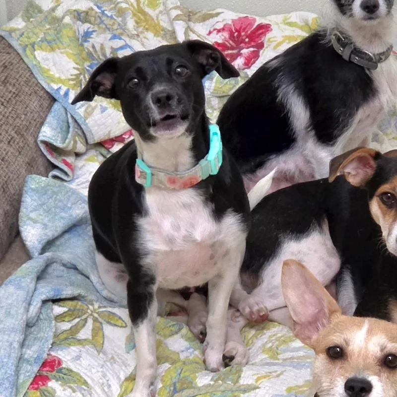 An adult small-sized female Black Terrier dog named Diamond  Chino Hills for adoption in Chino Hills, CA