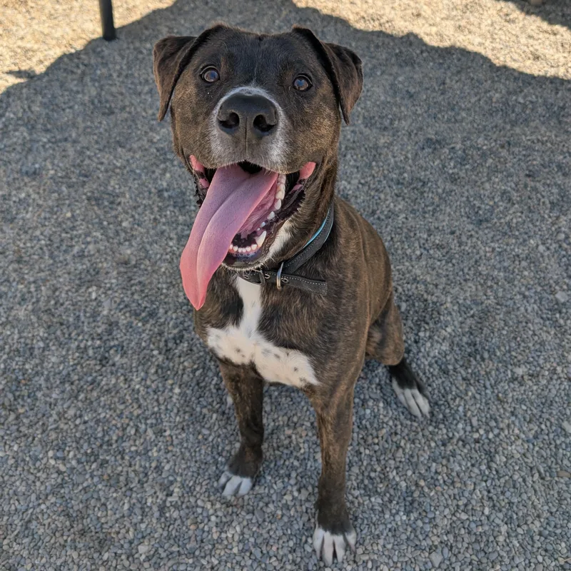 An adult large-sized male Brindle Mixed Breed dog named Rocco for adoption in Detroit, MI