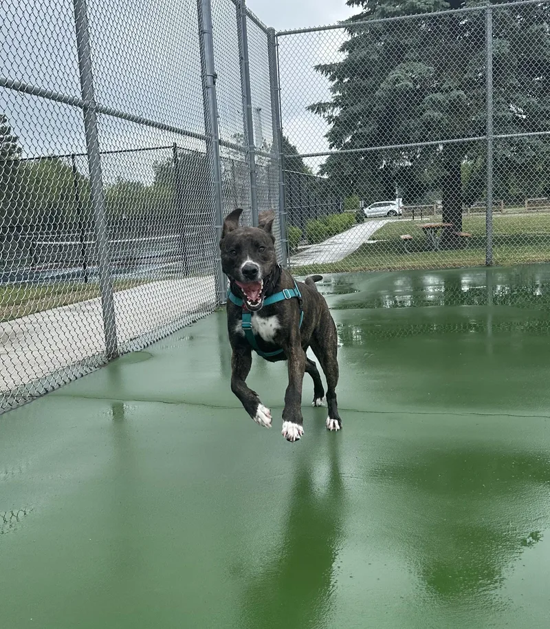 Rocco thumbnail 3