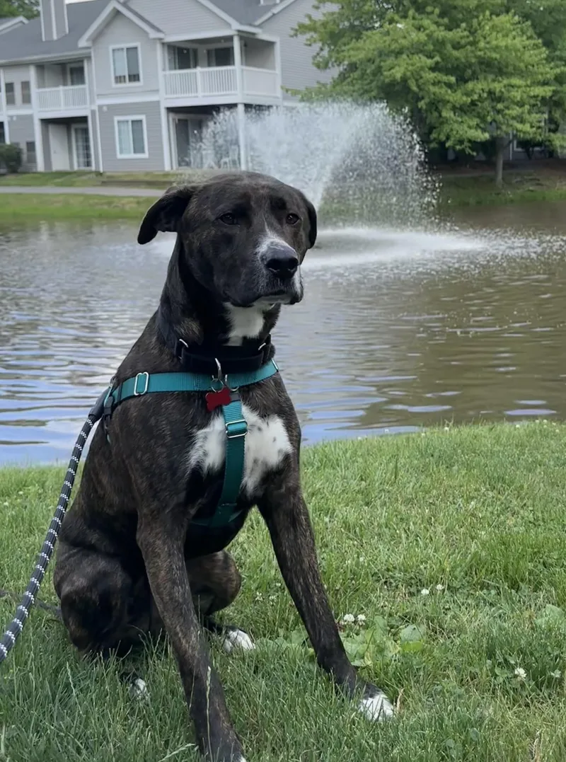 Rocco thumbnail 6