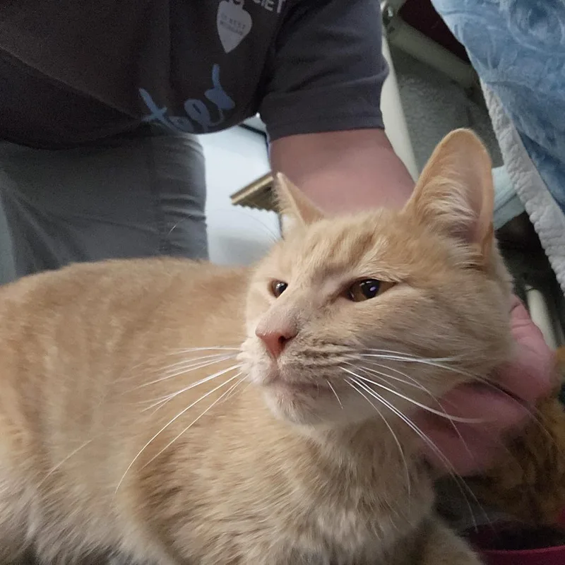 A young large-sized male Orange / Red Domestic Short Hair cat named Nobu for adoption in Grand Rapids, MI