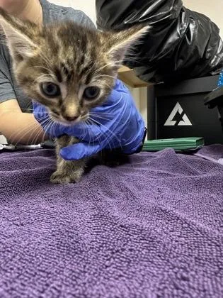 A baby small-sized female Black Domestic Short Hair cat named Broomstick for adoption in Sacramento, CA