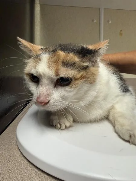 An adult medium-sized female Domestic Medium Hair cat named Quay for adoption in Salisbury, MD