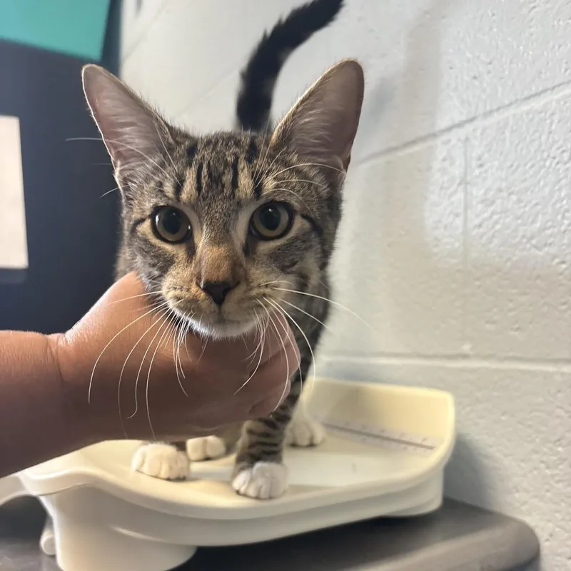 A young medium-sized female Black Domestic Short Hair cat named Otto Parts Store for adoption in Carencro, LA