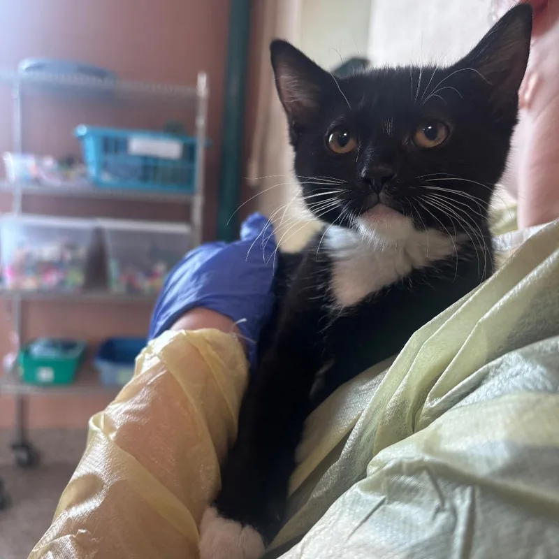 A baby small-sized female Black Domestic Short Hair cat named Corvus for adoption in Springfield, MA
