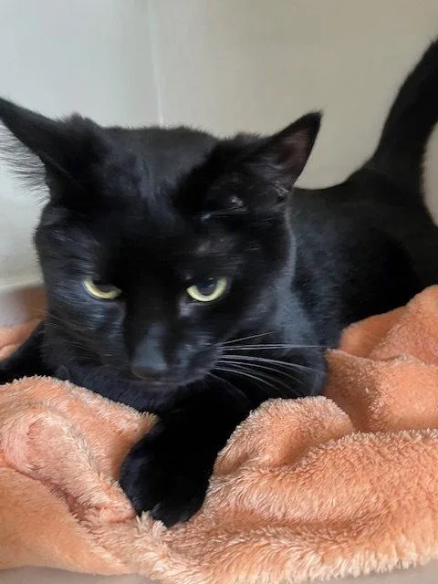An adult medium-sized male Black Domestic Short Hair cat named Moulten for adoption in Kansas City, MO