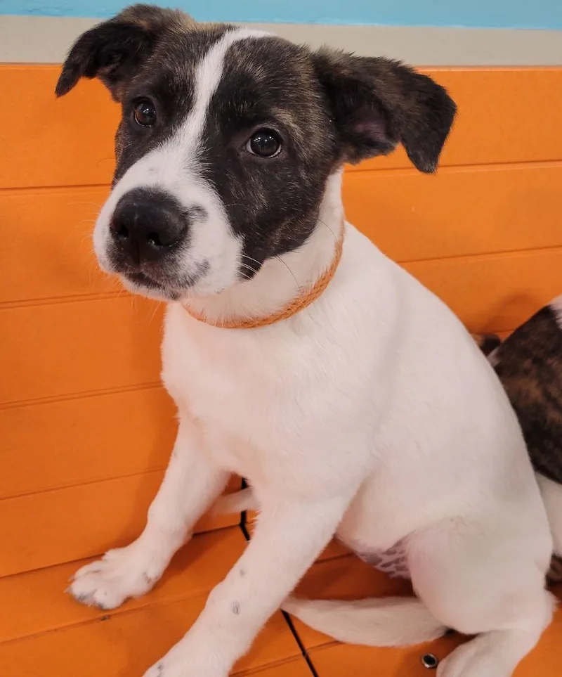 A baby medium-sized female Brindle Australian Cattle Dog / Blue Heeler dog named Annie for adoption in Houston, TX