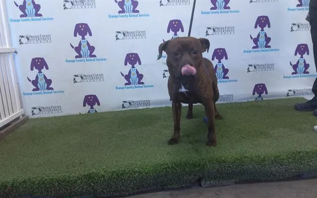 An adult large-sized male Pit Bull Terrier dog named Lucky for adoption in Orlando, FL