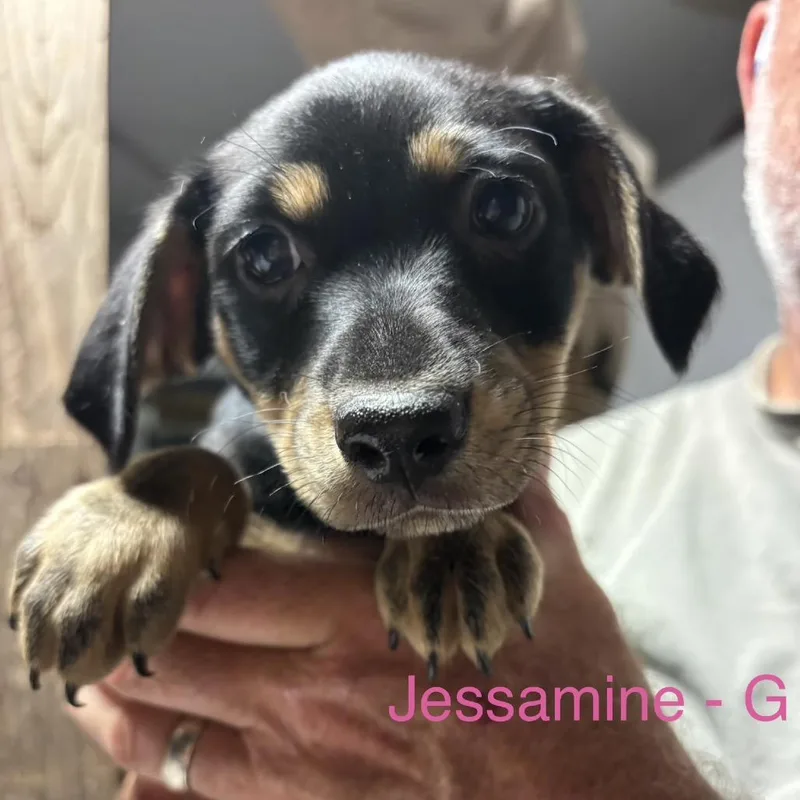 Jessamine thumbnail 4