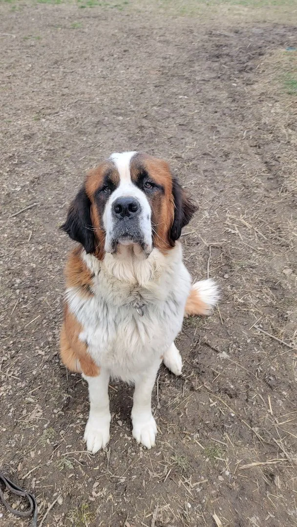 An adult extra large-sized female Saint Bernard dog named Lillian for adoption