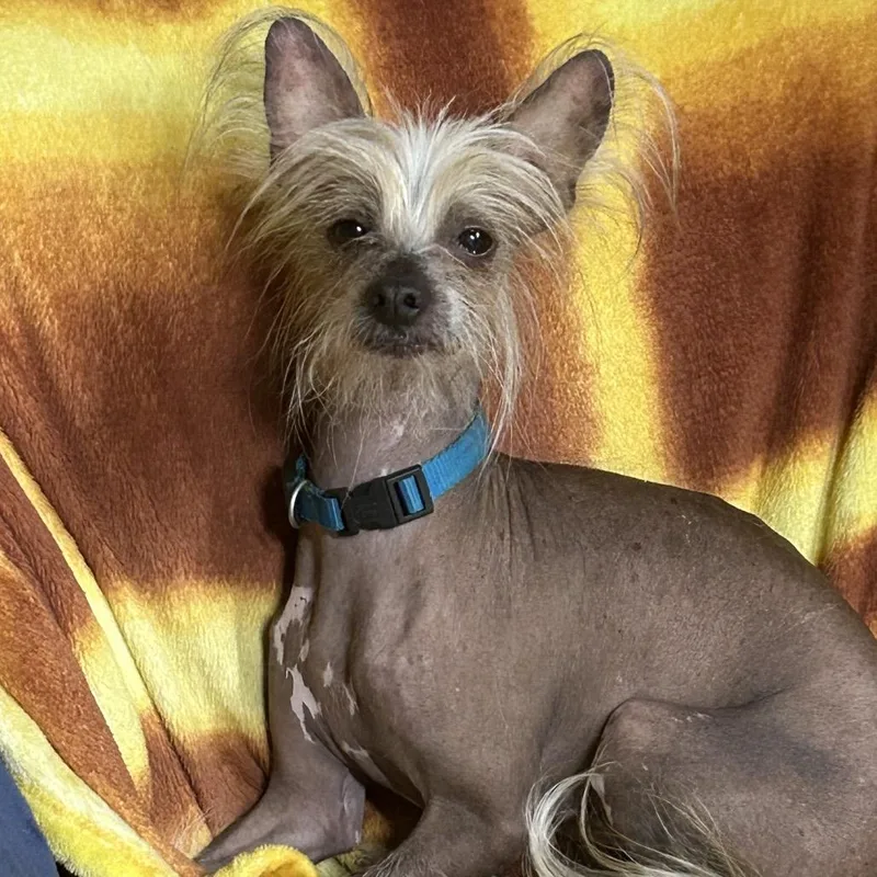 A senior small-sized male Gray / Blue / Silver Chinese Crested Dog dog named Sir Hairy for adoption in Rockville, MD