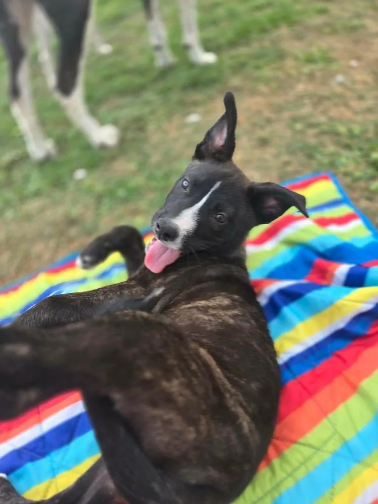 A baby medium-sized female Australian Cattle Dog / Blue Heeler dog named Josie for adoption in Saugus, MA