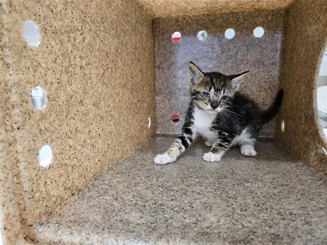 A baby small-sized male Domestic Short Hair cat named Rocky for adoption in Antioch, CA