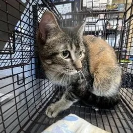 A baby medium-sized female Brown / Chocolate Domestic Short Hair cat named Louisa for adoption in Rapid City, SD