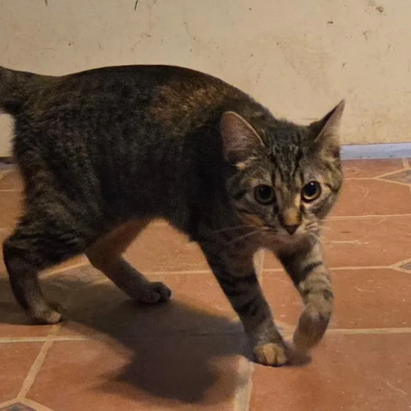 A young medium-sized female Brown / Chocolate Domestic Short Hair cat named Cornbread for adoption in Hanna City, IL