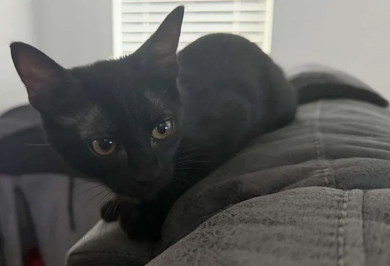 A baby medium-sized male Domestic Short Hair cat named Dino for adoption in Schertz, TX