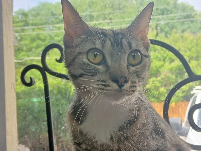 A baby large-sized female Domestic Short Hair cat named Maeve for adoption in Fort Worth, TX