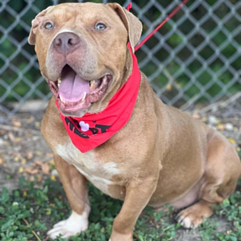 An adult medium-sized male Yellow / Tan / Blond / Fawn American Bully dog named Willie for adoption in Madisonville, TX