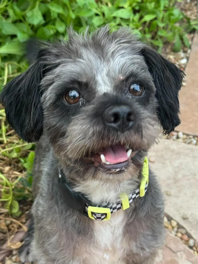 An adult small-sized male Lhasa Apso dog named Oscar for adoption in Orange, CA