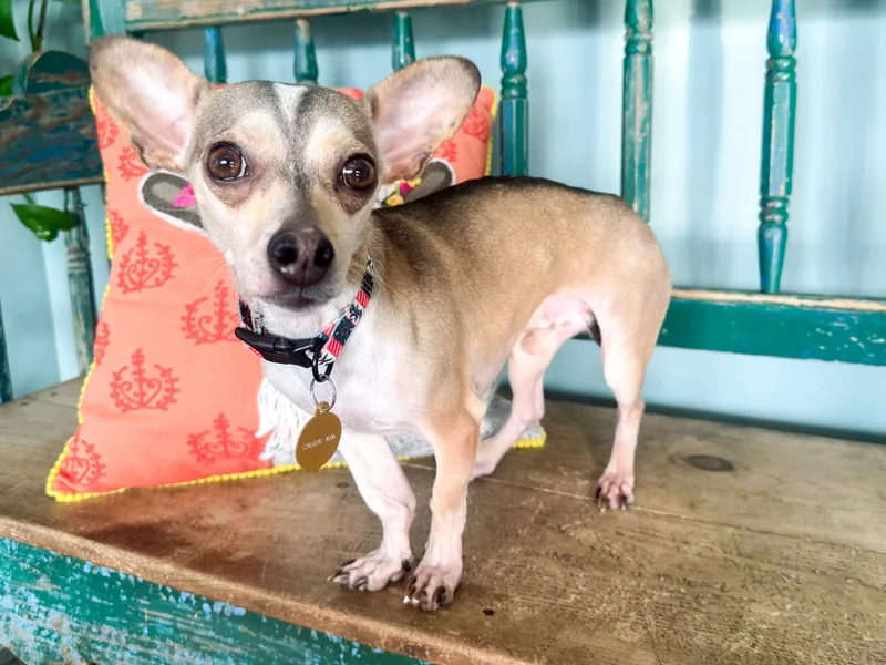 Goodyear thumbnail 3