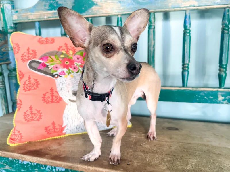 Goodyear thumbnail 4