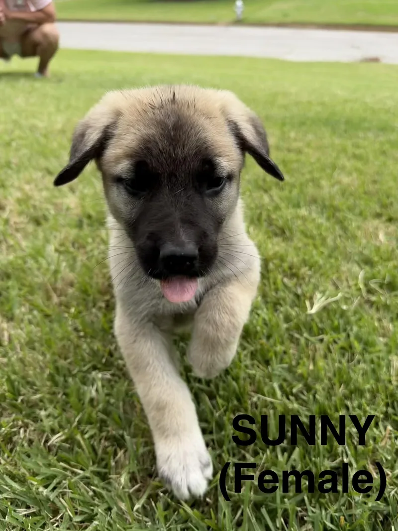 Sunny thumbnail 3