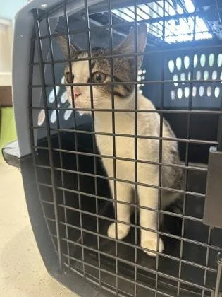 A baby small-sized female Domestic Short Hair cat named Aphrodite for adoption in Fishers, IN
