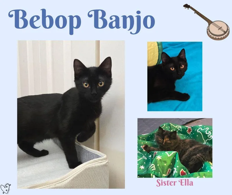 Bebop Banjo thumbnail 2