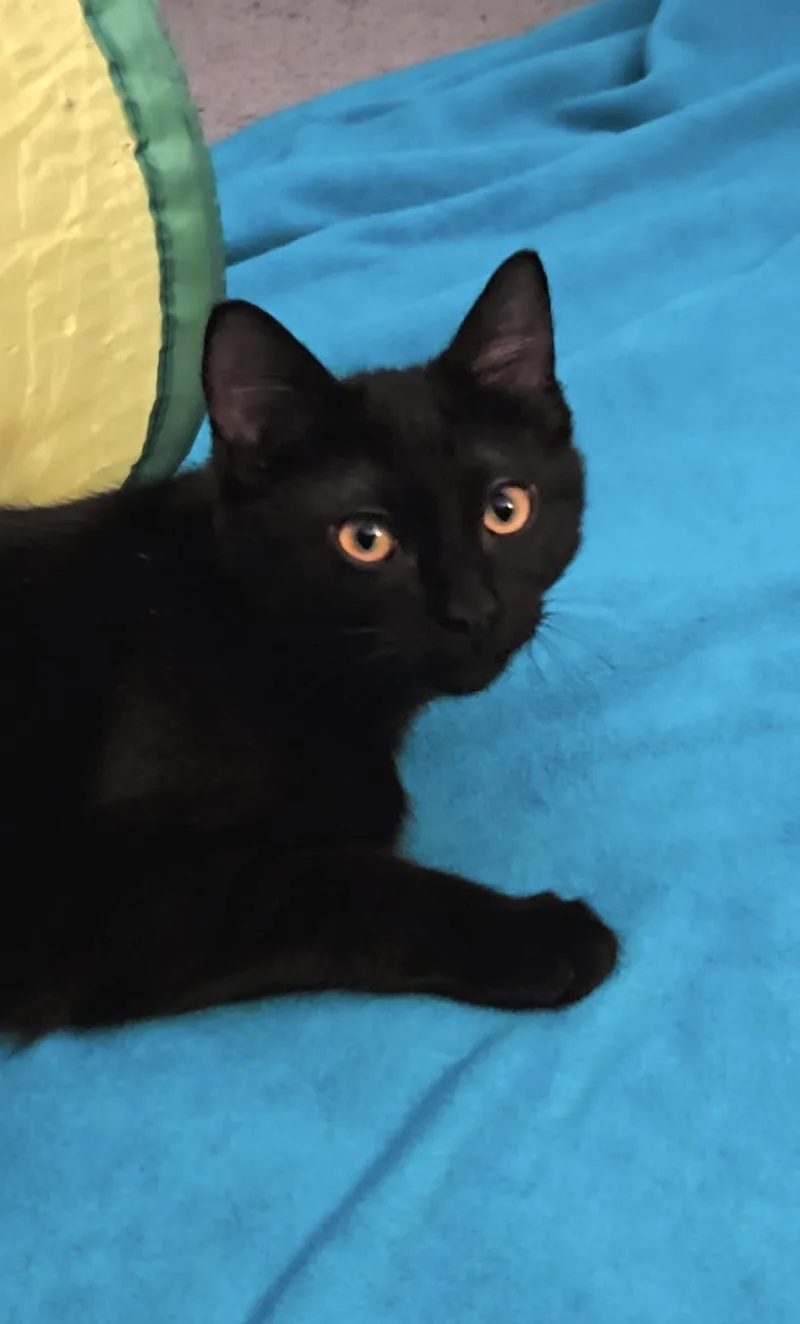 Bebop Banjo thumbnail 3