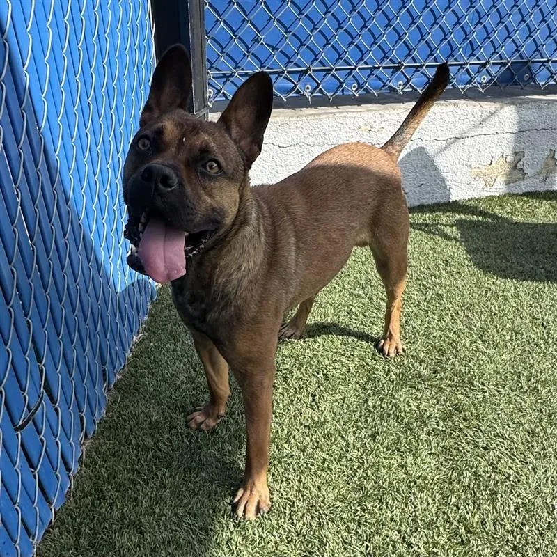 A young medium-sized male Brown / Chocolate French Bulldog dog named Watermelon for adoption in Hawthorne, CA