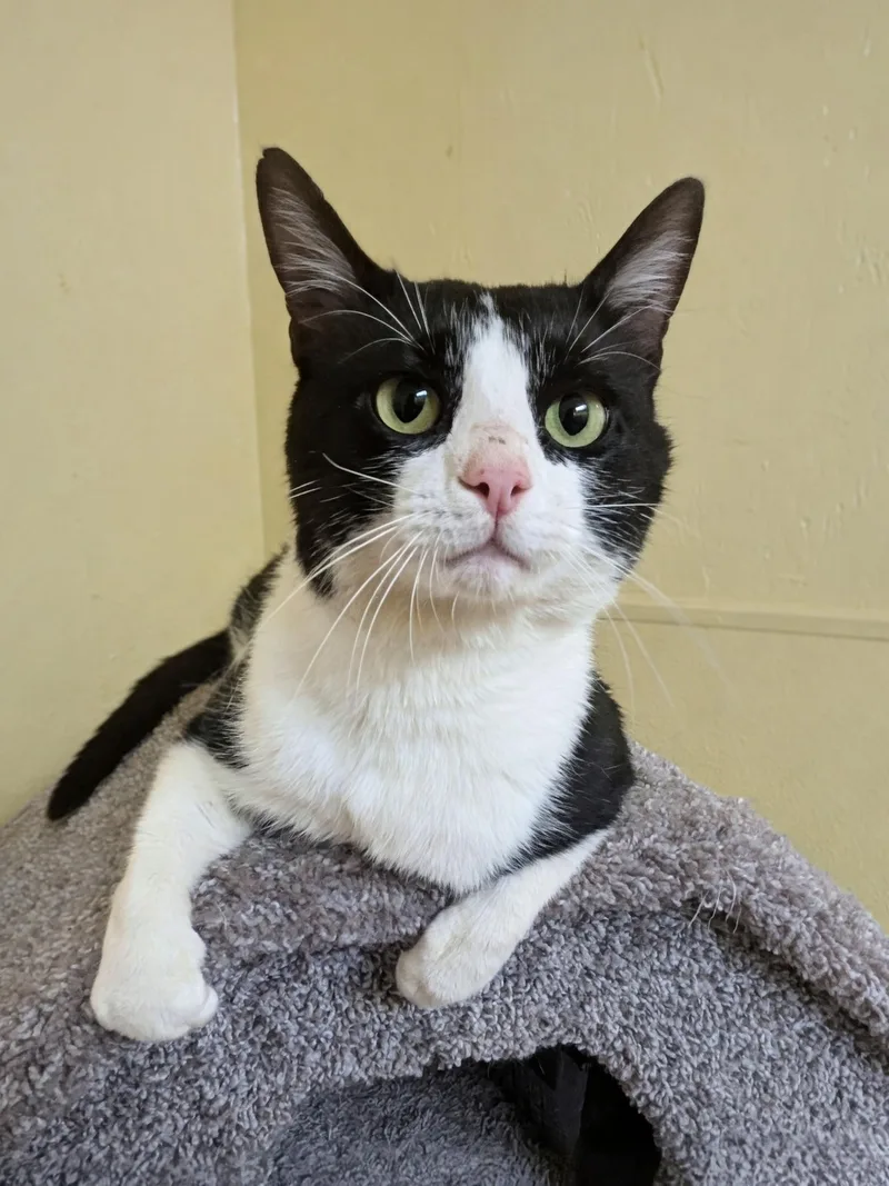 An adult medium-sized male Black Domestic Short Hair cat named Oreo for adoption in Jackson, GA