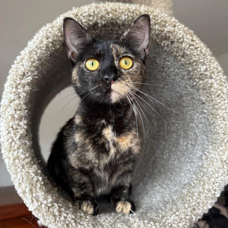 An adult medium-sized female Tortoiseshell Domestic Short Hair cat named Uli for adoption in Gibsonia, PA