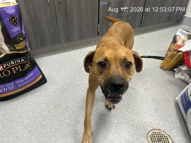 A young medium-sized female Labrador Retriever dog named A for adoption in Ocala, FL