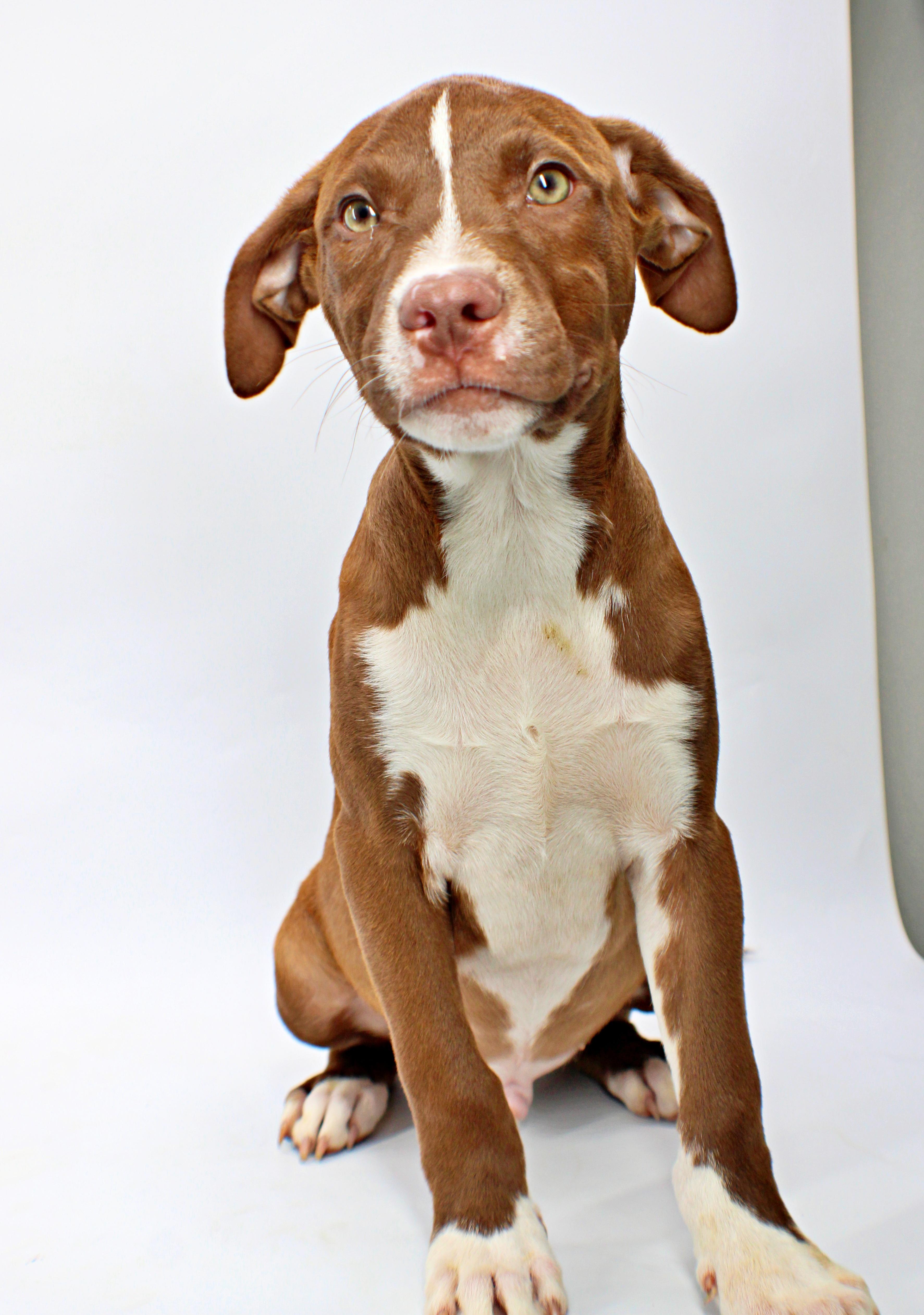 A baby medium-sized male Australian Shepherd dog named Rutledge for adoption in Morton Grove, IL
