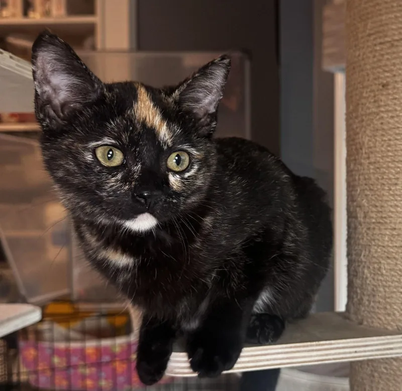 A baby medium-sized female Tortoiseshell cat named Bridget for adoption in Seal Beach, CA