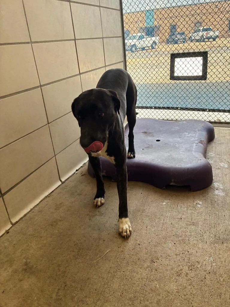 A young large-sized female Mixed Breed dog named Ella for adoption in Bossier City, LA