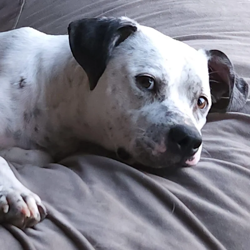 An adult medium-sized male White / Cream Pit Bull Terrier dog named Bart for adoption in Mounds, OK