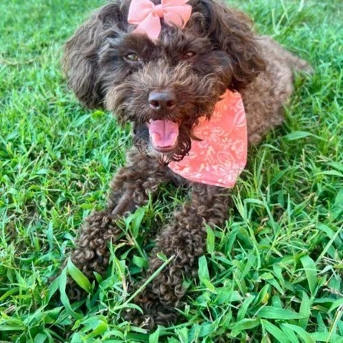 A young small-sized female Brown / Chocolate Poodle dog named Phoebe for adoption in Sanford, NC