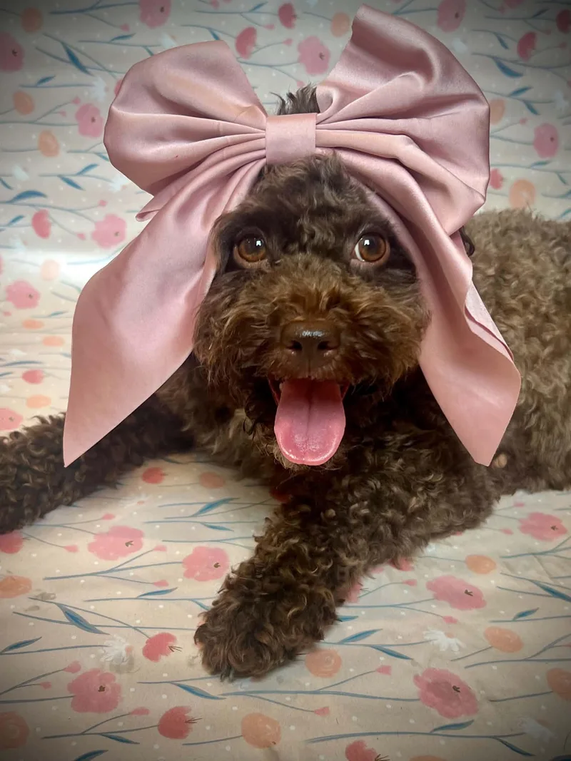 Phoebe thumbnail 3