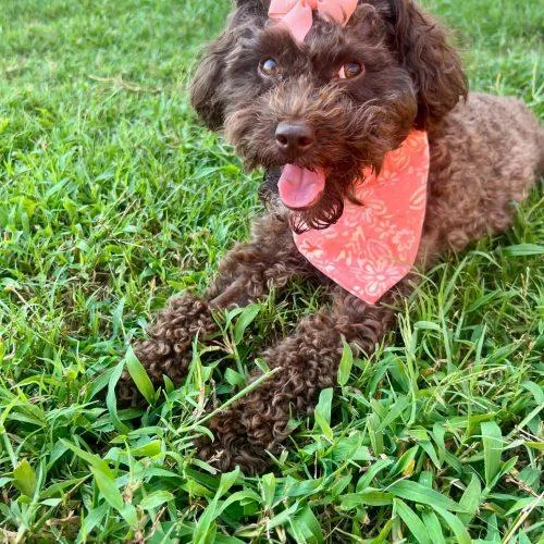 Phoebe thumbnail 4