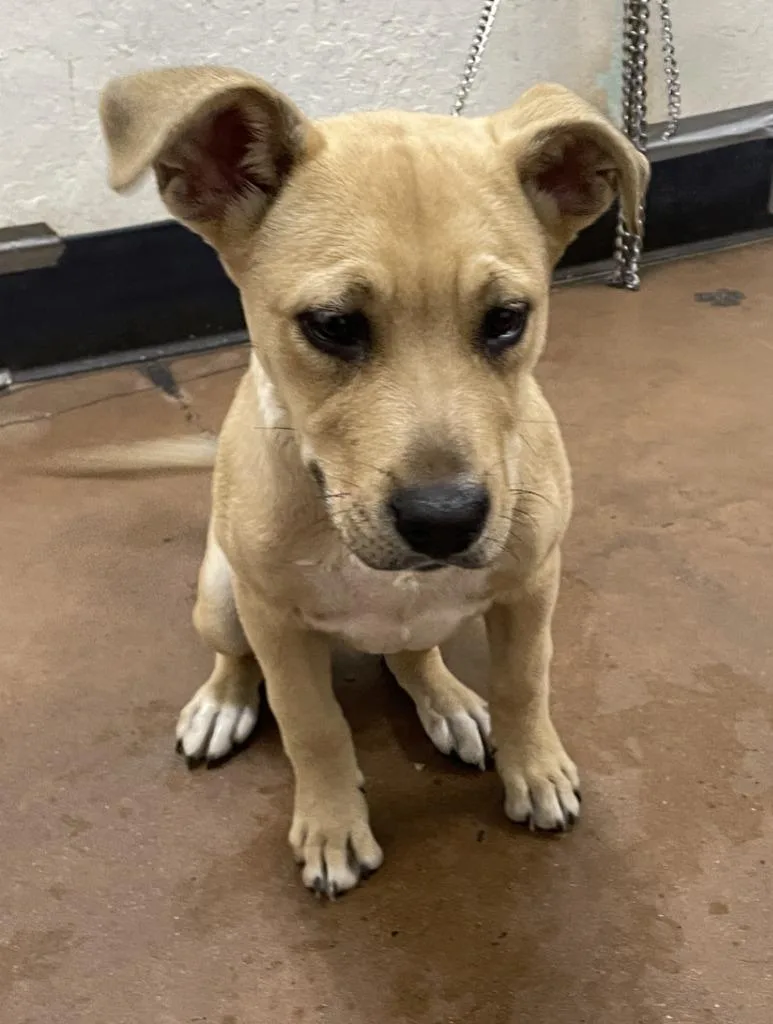 A baby medium-sized male Labrador Retriever dog named Princeton for adoption in Chico, CA